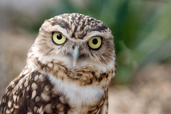 burrowing owl