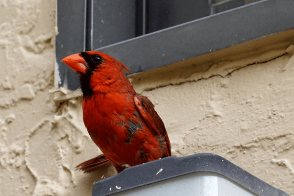 cardinal attacking window