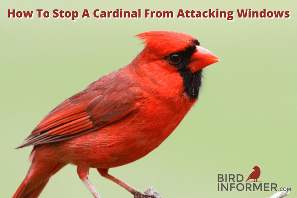 How To Stop A Cardinal Attacking Window: Proven Steps To Stop This Behavior