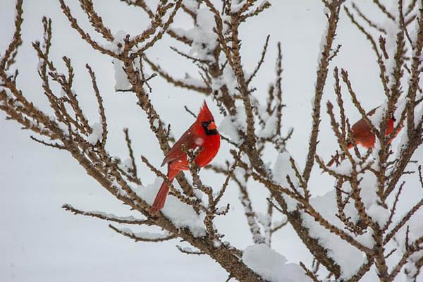 cardinal migratory patterns