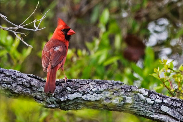 do cardinals migrate do cardinals migrate