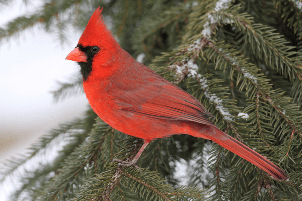 cardinal perched on pine tree in the snow cardinal perched on pine tree in the snow