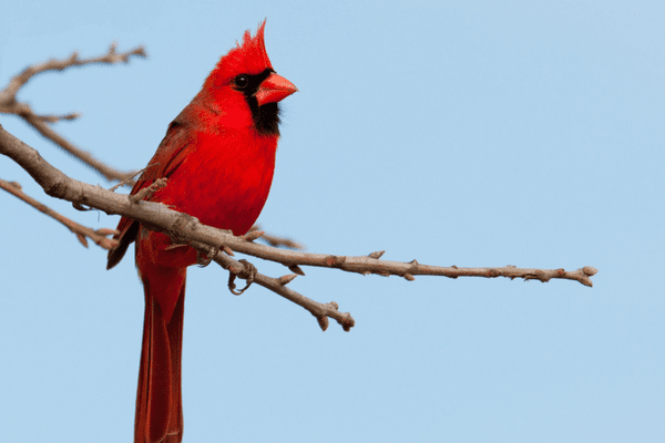 cardinal sitting on a branch