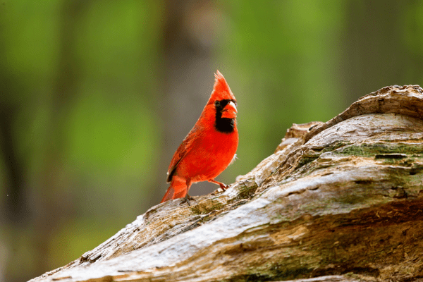 close up of a cardinal in the forest close up of a cardinal in the forest