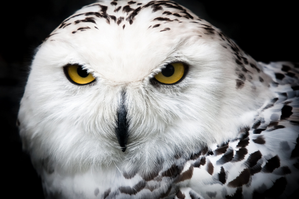 close up of a snowy owl
