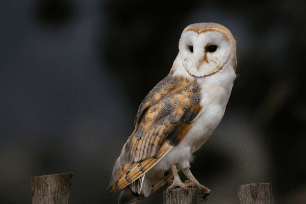 close up of barn owl