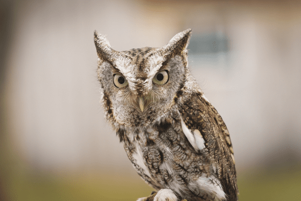 close up of eastern screech owl perched