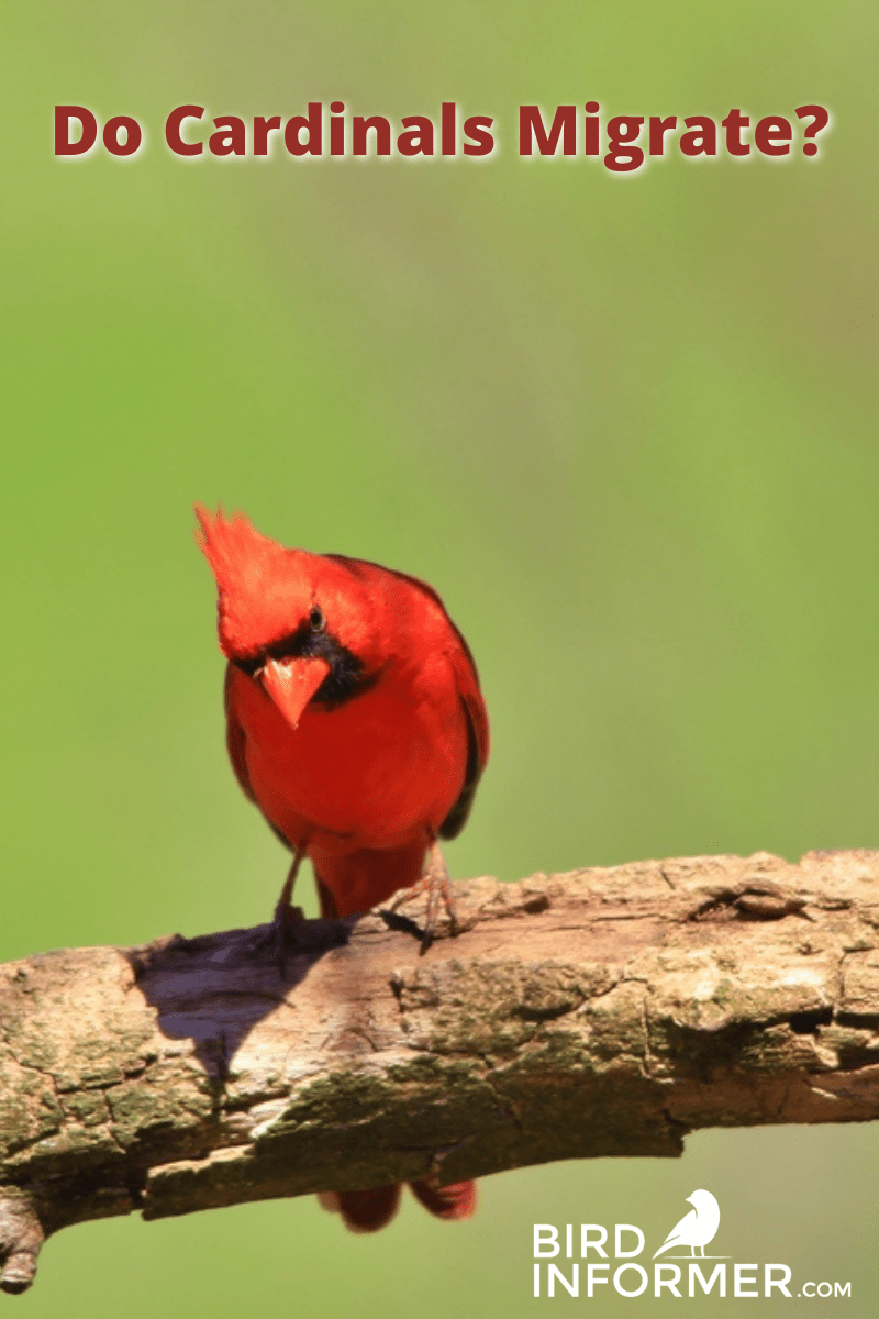 do cardinals migrate PIN