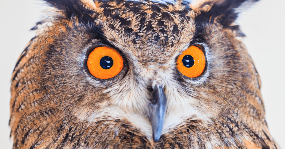 Eurasian Eagle Owl Attack