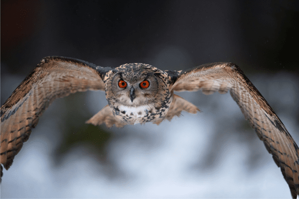 horned owls and eagle-owls