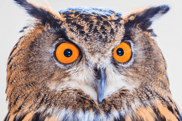 eagle owl