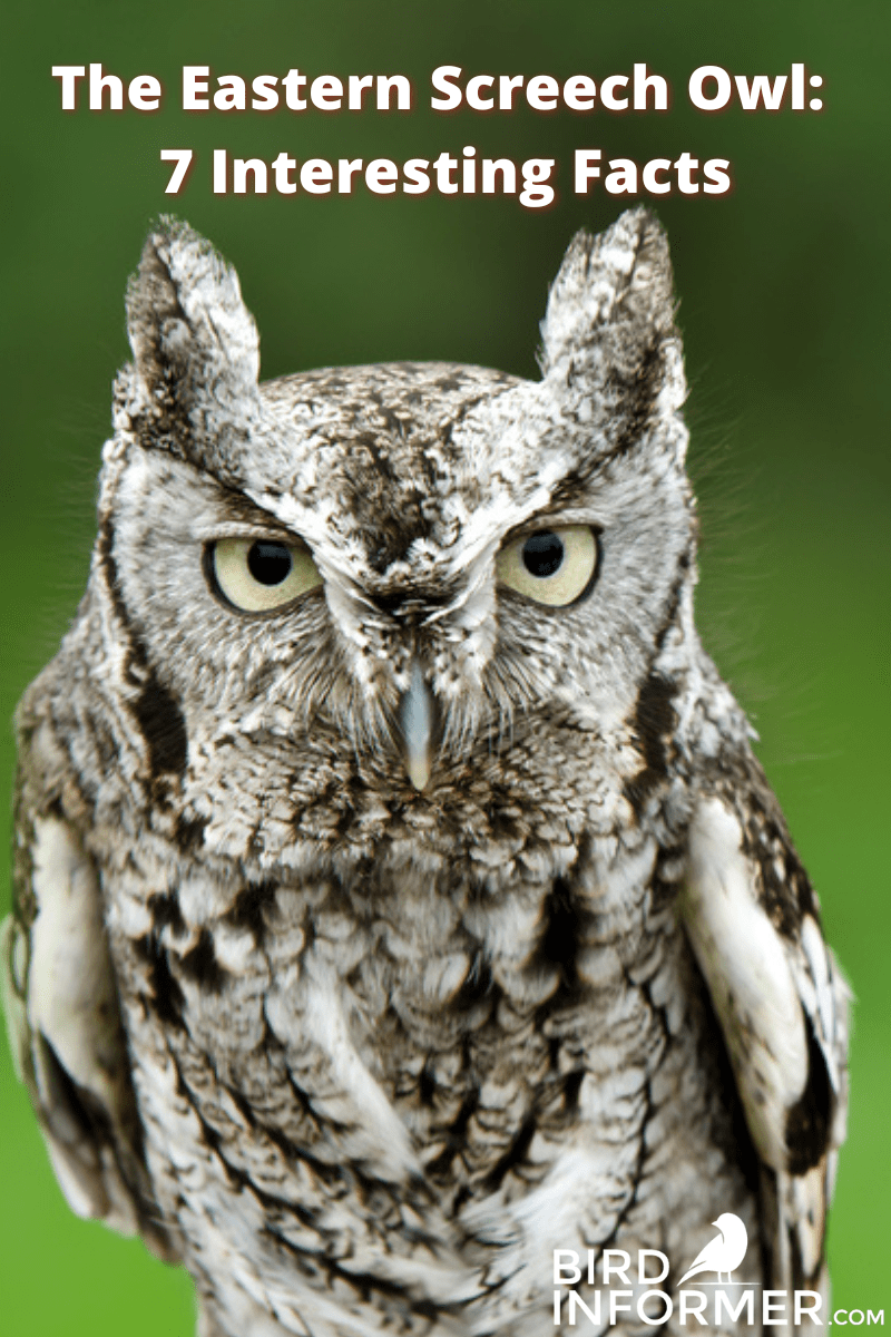 eastern screech owl PIN