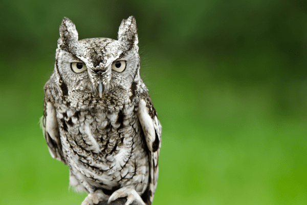 eastern screech owl