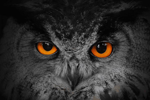 eyes of the eagle owl