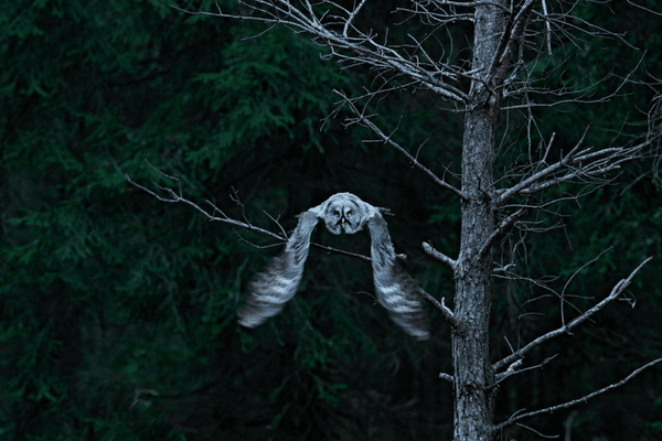 flying great grey owl