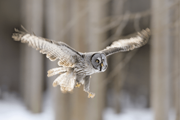 great grey owl