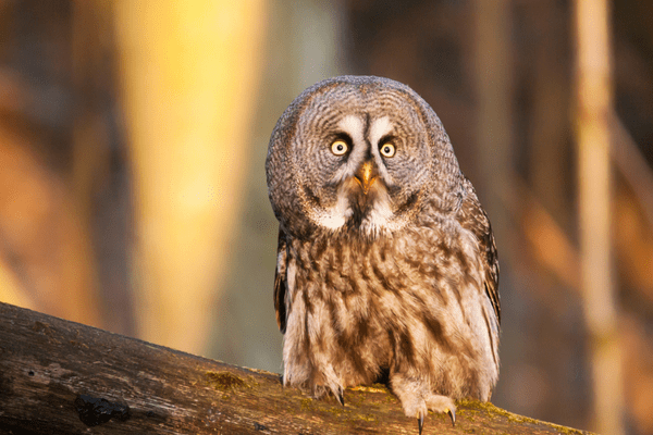 great grey owl sitting on a branch in the forest