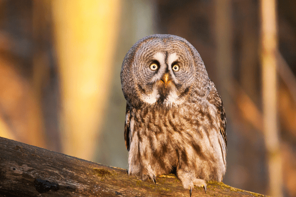 great grey owl sitting on a branch in the forest great grey owl sitting on a branch in the forest