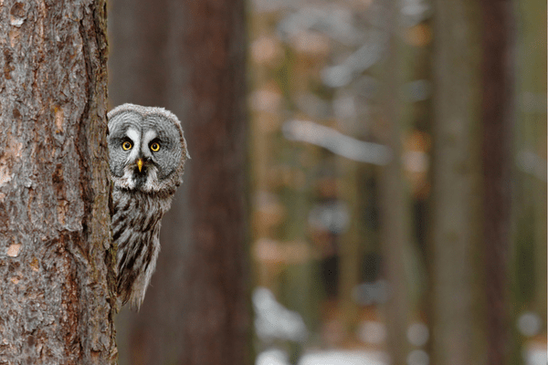 great grey owl