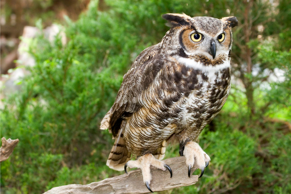 great horned owl perched for flight