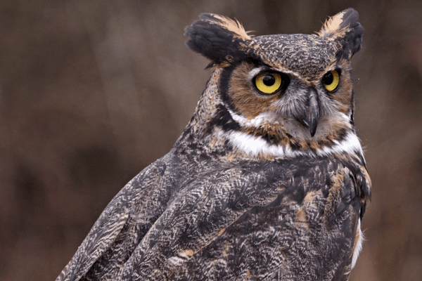 great horned owl portrait