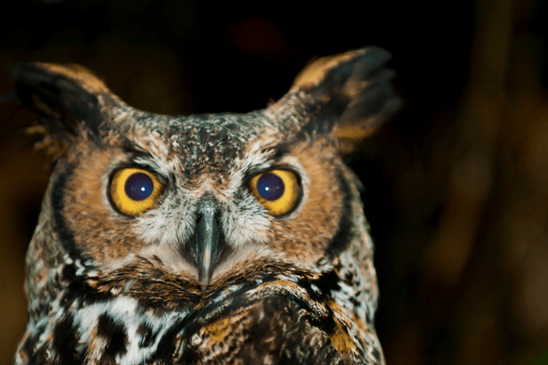 great horned owl with bewildered look on face