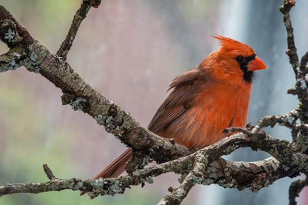 image of cardinal bird perched in tree