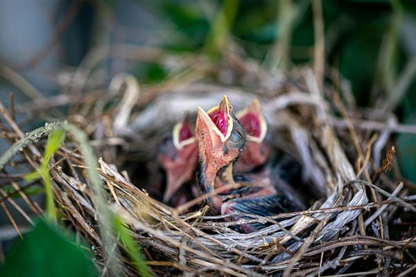 image of cardinal hatchlings in nest in the evening