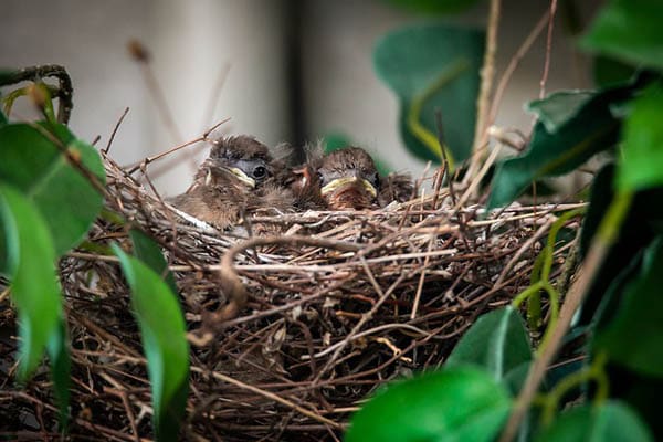 image of where do cardinals nest at night