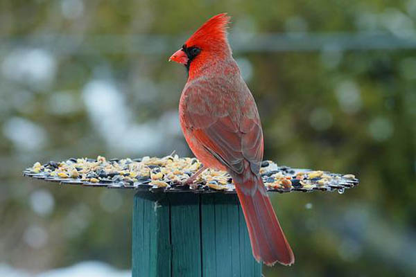 male cardinal eating at bird feeder depicting cardinal nocturnal sleeping locations