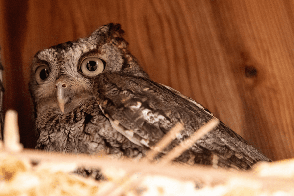 owl nesting