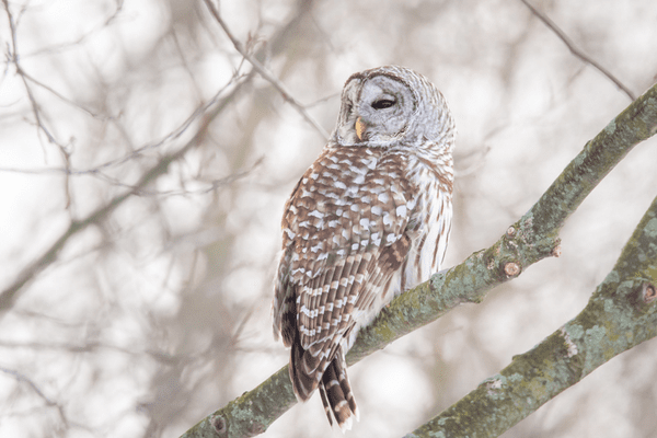 owl sitting on branch with no leaves
