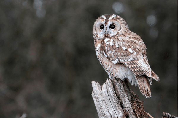 owl sitting on tree snapped in half