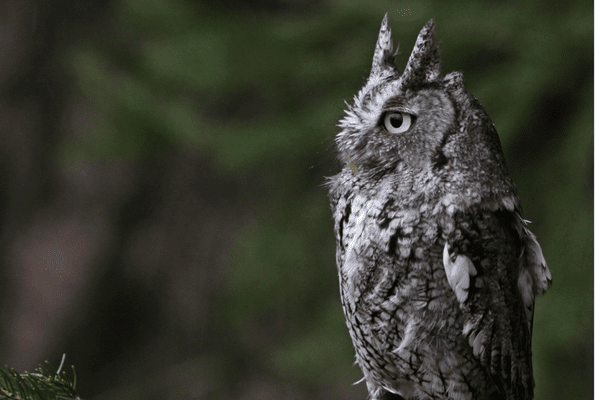 perched owl