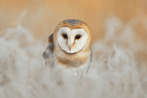 portrait of barn owl