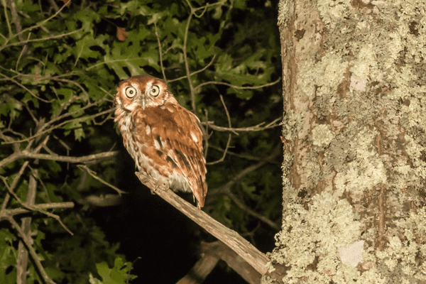 screech owl looking on from stump