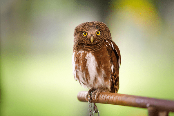 screech owl