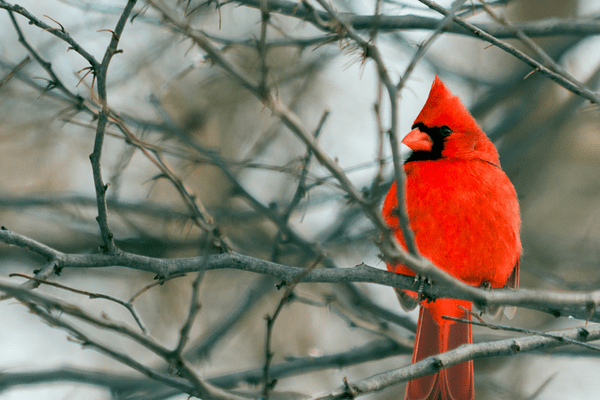 single cardinal on a tree branch single cardinal on a tree branch