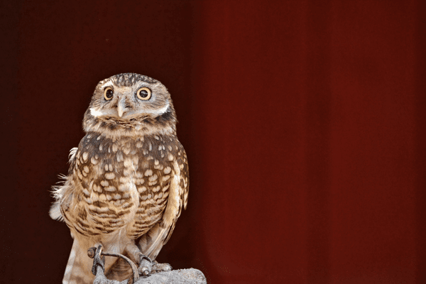 small western screech owl looking off into the distance