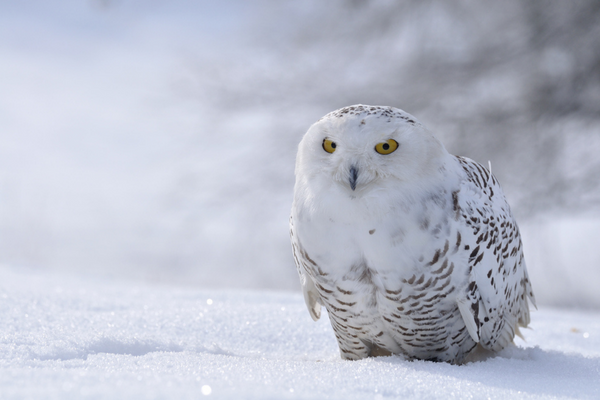 snowy owl