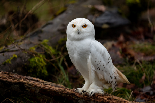 snowy owl in the forest