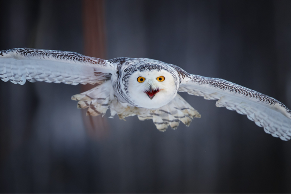 snowy owl