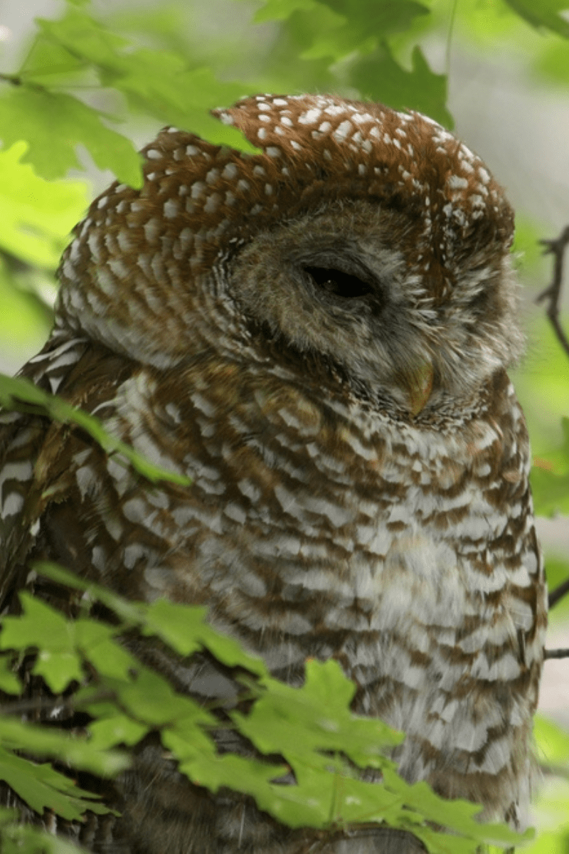 spotted owl PIN
