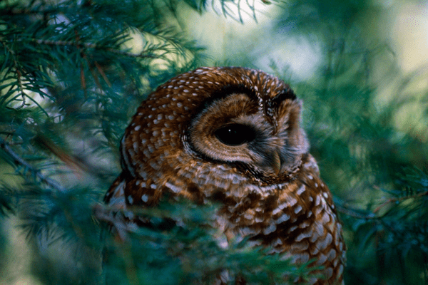 spotted owl sitting in the tree