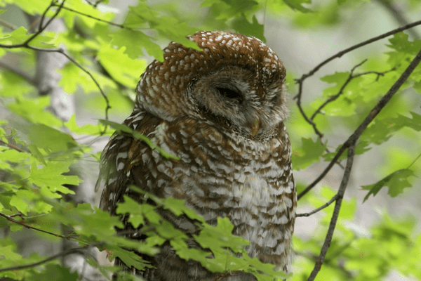 spotted owl