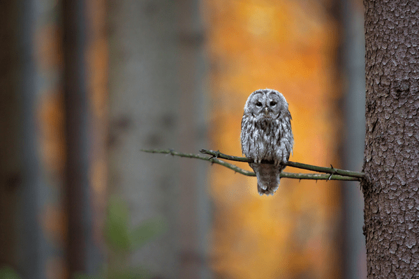 tawny owl