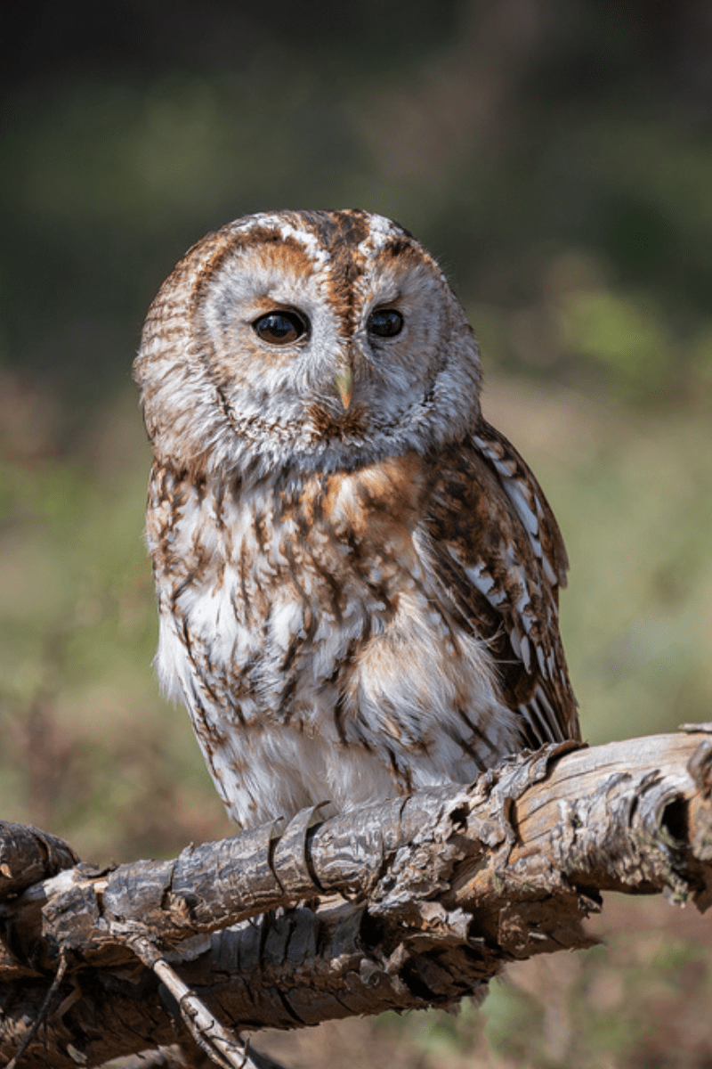 tawny owl PIN