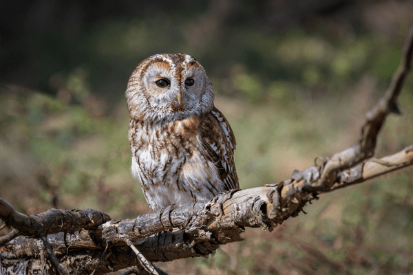 tawny owl