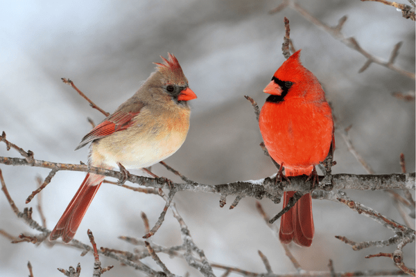 two cardinals in snow two cardinals in snow