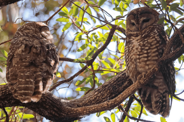 two spotted owls